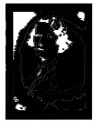 Véra Molnar - Portrait de ma mère